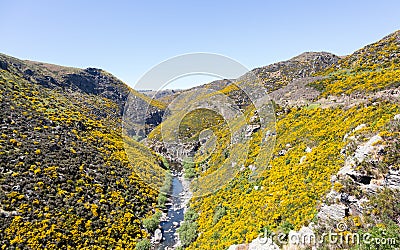 Taieri Gorge railway on side of ravine with bridge Stock Photo