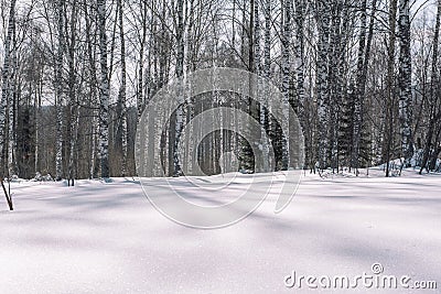 Taiga in the winter. Forest in winter. Closeup of winter forest. Conifers under the snow. S Stock Photo