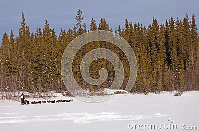 Taiga winter landscape and dogs pull musher sled Stock Photo