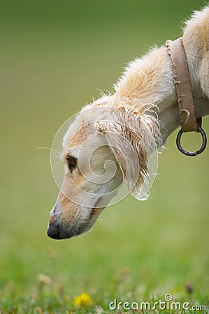 Taigan (Kyrgyz borzoi) dog head Stock Photo