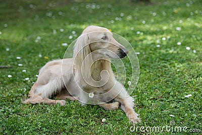 Taigan, Kyrgyz Sighthound sitting on the green grass. Stock Photo