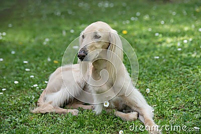 Taigan, Kyrgyz Sighthound sitting on the green grass. Stock Photo