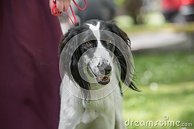 Taigan, Kyrgyz Sighthound sitting on the green grass. Stock Photo