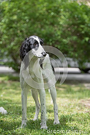 Taigan, Kyrgyz Sighthound sitting on the green grass. Stock Photo