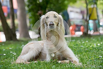 Taigan, Kyrgyz Sighthound sitting on the green grass. Stock Photo