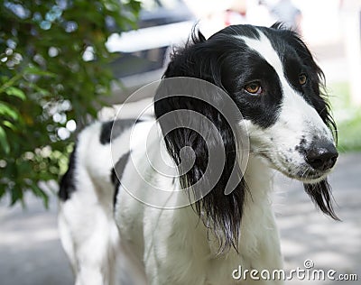 Taigan, Kyrgyz Sighthound sitting on the green grass. Stock Photo