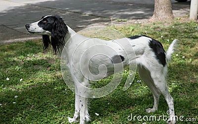 Taigan, Kyrgyz Sighthound sitting on the green grass. Stock Photo