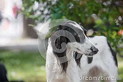 Taigan, Kyrgyz Sighthound sitting on the green grass Stock Photo