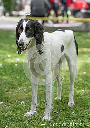 Taigan, Kyrgyz Sighthound sitting on the green grass. Stock Photo