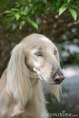 Taigan, Kyrgyz Sighthound sitting on the green grass. Stock Photo