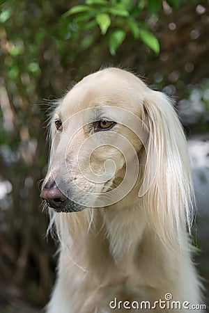 Taigan, Kyrgyz Sighthound sitting on the green grass. Stock Photo