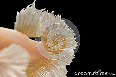 The tail details Golden yellow fighting fish, Stock Photo