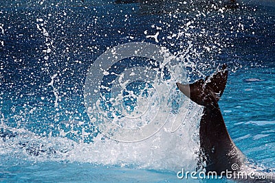 Tail of dolphin making splash Stock Photo