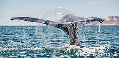 Tail fin of the mighty humpback whale above surface of the ocean. Scientific name: Megaptera novaeangliae. Natural habitat. Stock Photo