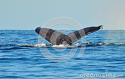 Tail fluke of diving humpback whale Stock Photo