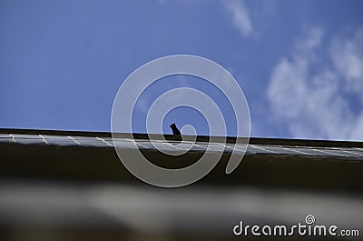 A tail of Hirundinidae perched on the building Stock Photo