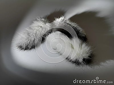 the tail of rabbit fur black silver white drop shadow Stock Photo