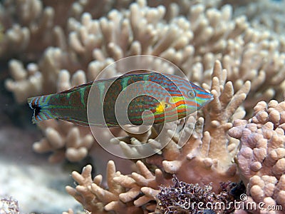 Tail-spot wrasse Stock Photo