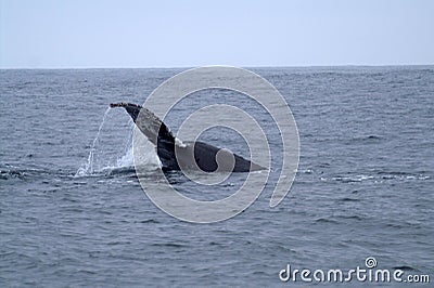 The tail of the whale in the vast Pacific Ocean. Stock Photo