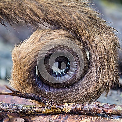 Tail of a woolly monkey Stock Photo