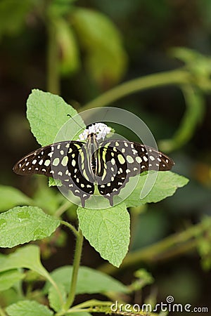 Tailed Jay Butterfly - Graphium agamemnon Stock Photo