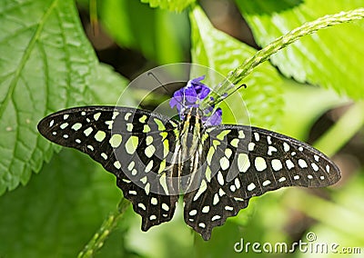 Tailed Jay feeding on a flower in the greenhouse Stock Photo