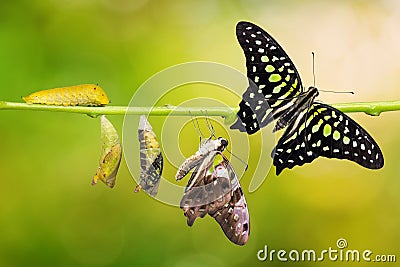 Tailed Jay Graphium agamemnon butterfly life cycle Stock Photo
