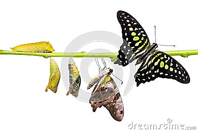 Tailed Jay Graphium agamemnon butterfly life cycle Stock Photo