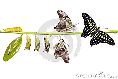 Tailed Jay Graphium agamemnon butterfly life cycle Stock Photo