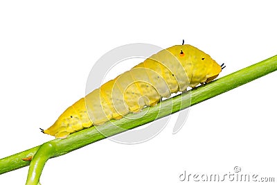 Tailed Jay Graphium agamemnon caterpillar Stock Photo