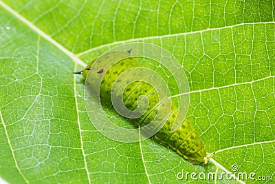 Tailed Jay Graphium agamemnon caterpillar Stock Photo