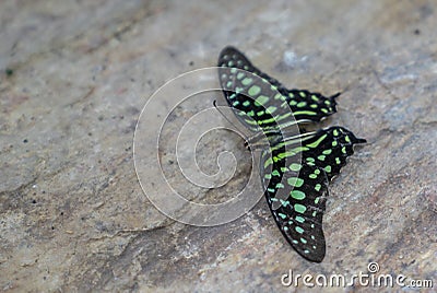 Tailed Jay Graphium agamemnon on stone Stock Photo