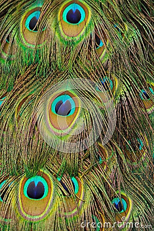 Tailfeathers of an Indian Peafowl Stock Photo