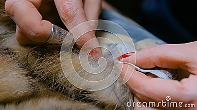 Tailor repairing fur coat Stock Photo