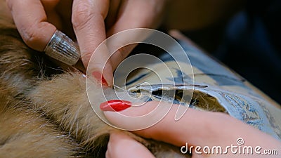 Tailor repairing fur coat Stock Photo