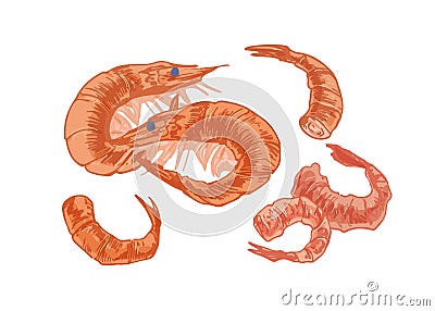 Tails and heads of pink fleshy shrimps and prawns. Hand-drawn seafood isolated on white background. Sea or ocean Vector Illustration