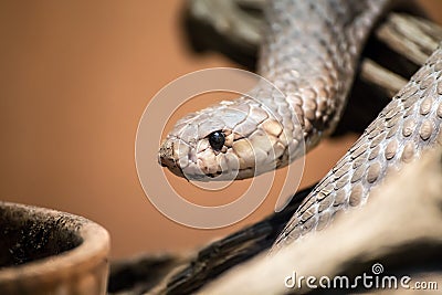 Taipan portrait, Oxyuranus, one of the most venomous and deadly snakes in the world Stock Photo