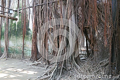 Taiwan : Anping Tree House Stock Photo