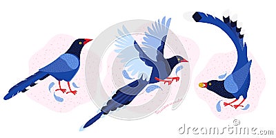 Taiwan azure magpie. Set exotic birds of Taiwan and of Asia. Urocissa caerulea. Cute Blue cartoon bird a in different poses and Cartoon Illustration