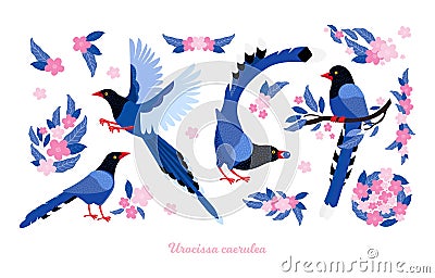 Taiwan azure magpie. Set exotic birds and pink tropical flowers of Taiwan and of Asia. Urocissa caerulea. Cute Blue cartoon bird a Cartoon Illustration