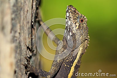 Taiwan beauty - Endemic Species - Taiwan climbing wooden lizard Stock Photo