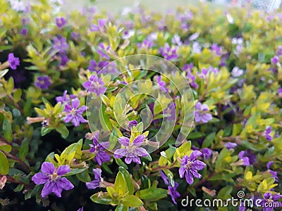 Taiwan Beauty ornamental plants with purple flower Stock Photo