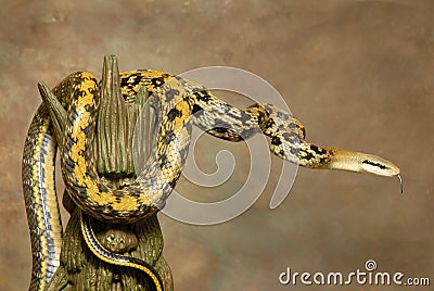 Taiwan Beauty Rat Snake on Brown Stock Photo