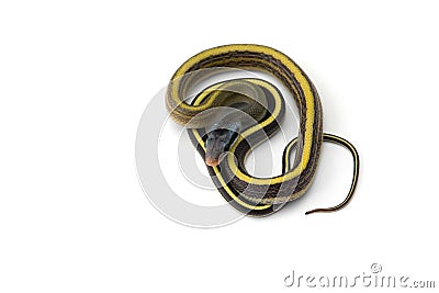 Taiwan beauty rat snake isolated on white background Stock Photo