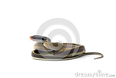 Taiwan beauty rat snake isolated on white background Stock Photo