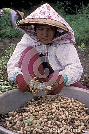 TAIWAN HUALIEN PEANUT PLANTATION Editorial Stock Photo