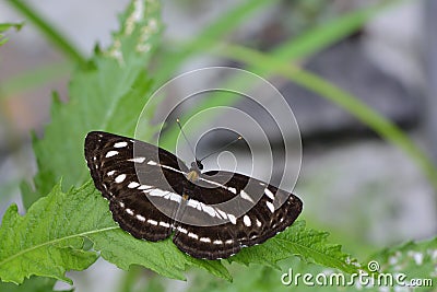 Taiwan's three lines butterfly Stock Photo
