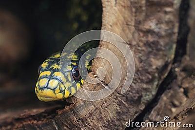 Taiwan stink snake Stock Photo