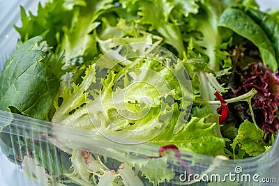 Take Away Mesclun Salad in Plastic Box Container / Package. Ready to Eat / Maskolin Stock Photo