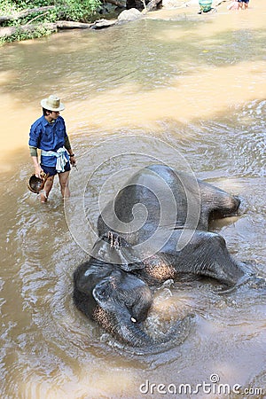 Take a bath elephant Editorial Stock Photo